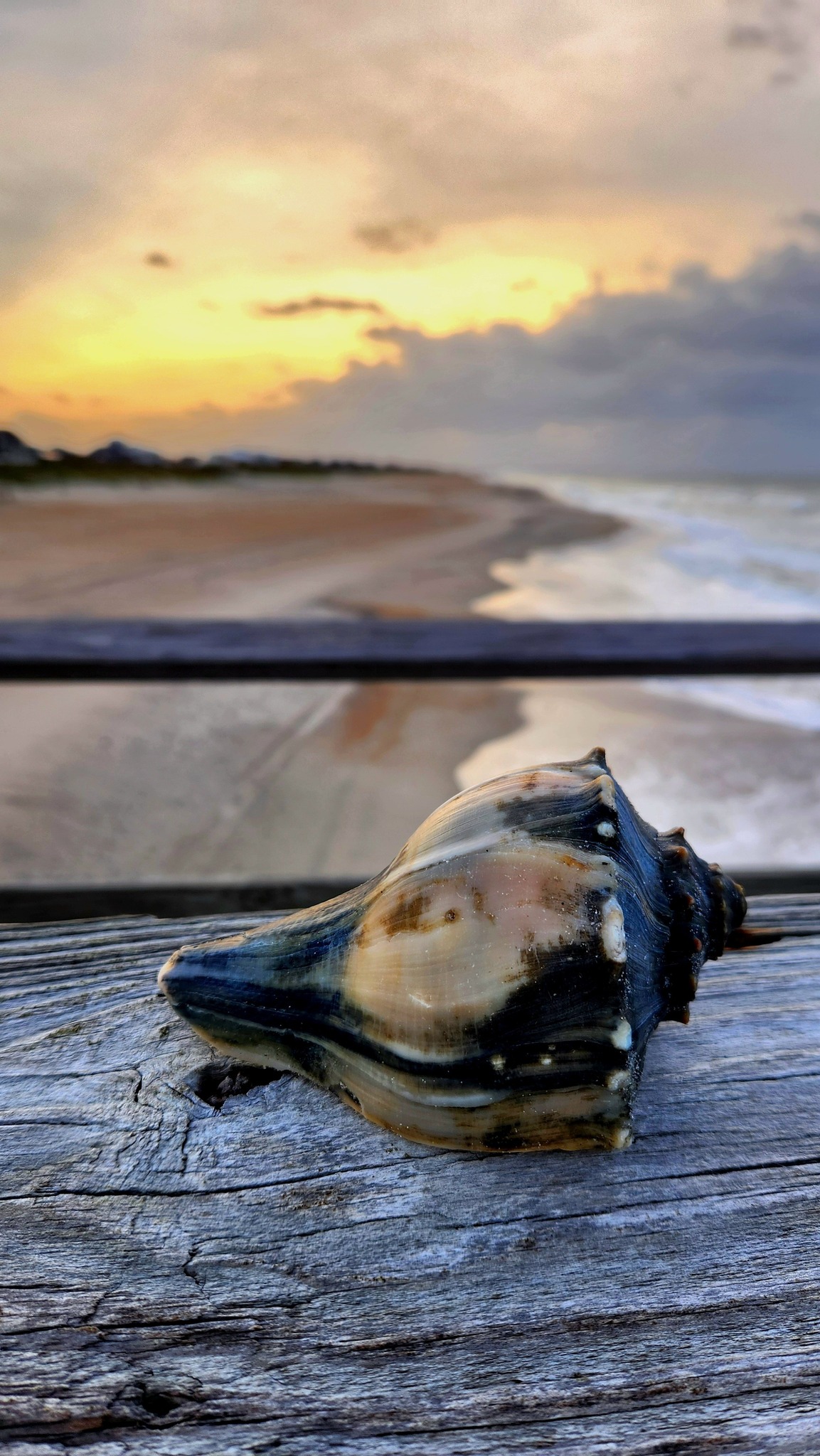 Sherry's - It has been several months since we have had a good shelling ...