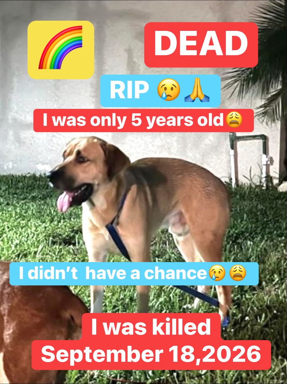 KILLED ON MY 4th day in death camp 🌈 9/18/26!😢 RIP #A1125559