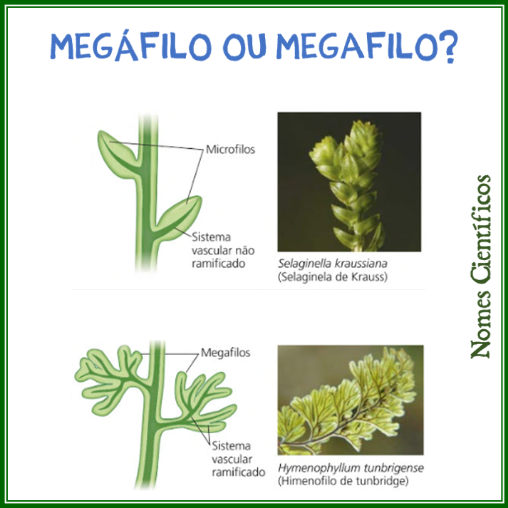 Megáfilo ou megafilo? 🍂 Ao estudar a... - Nomes Científicos | Facebook