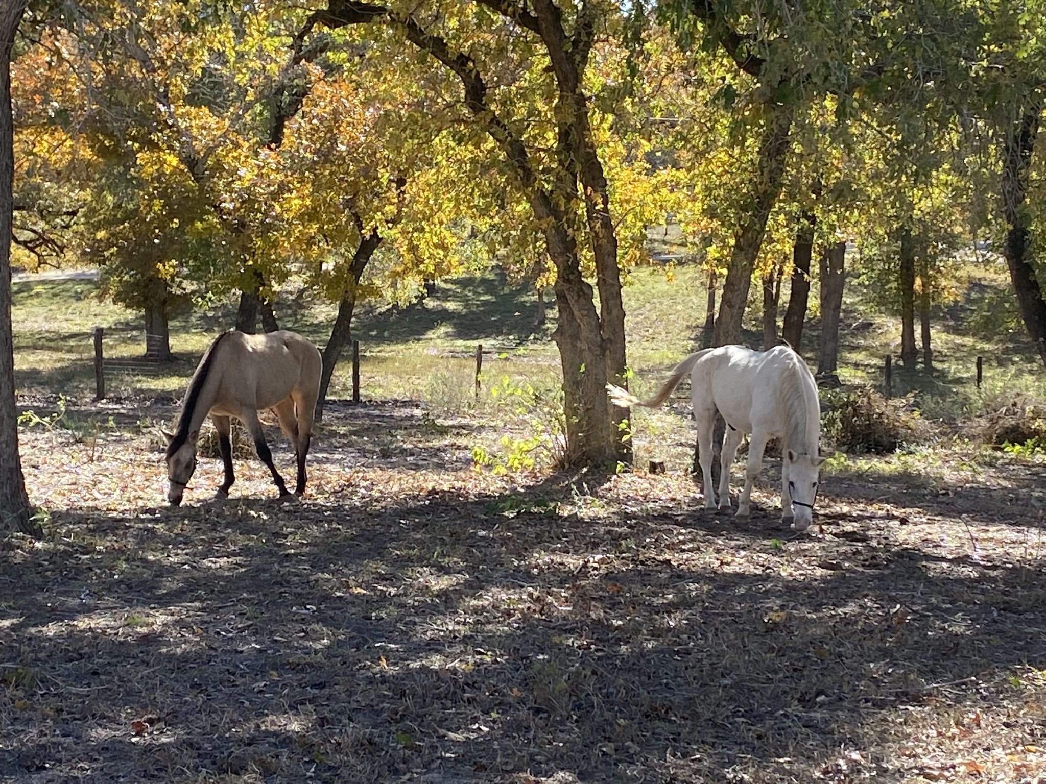 Side Eye Ranch