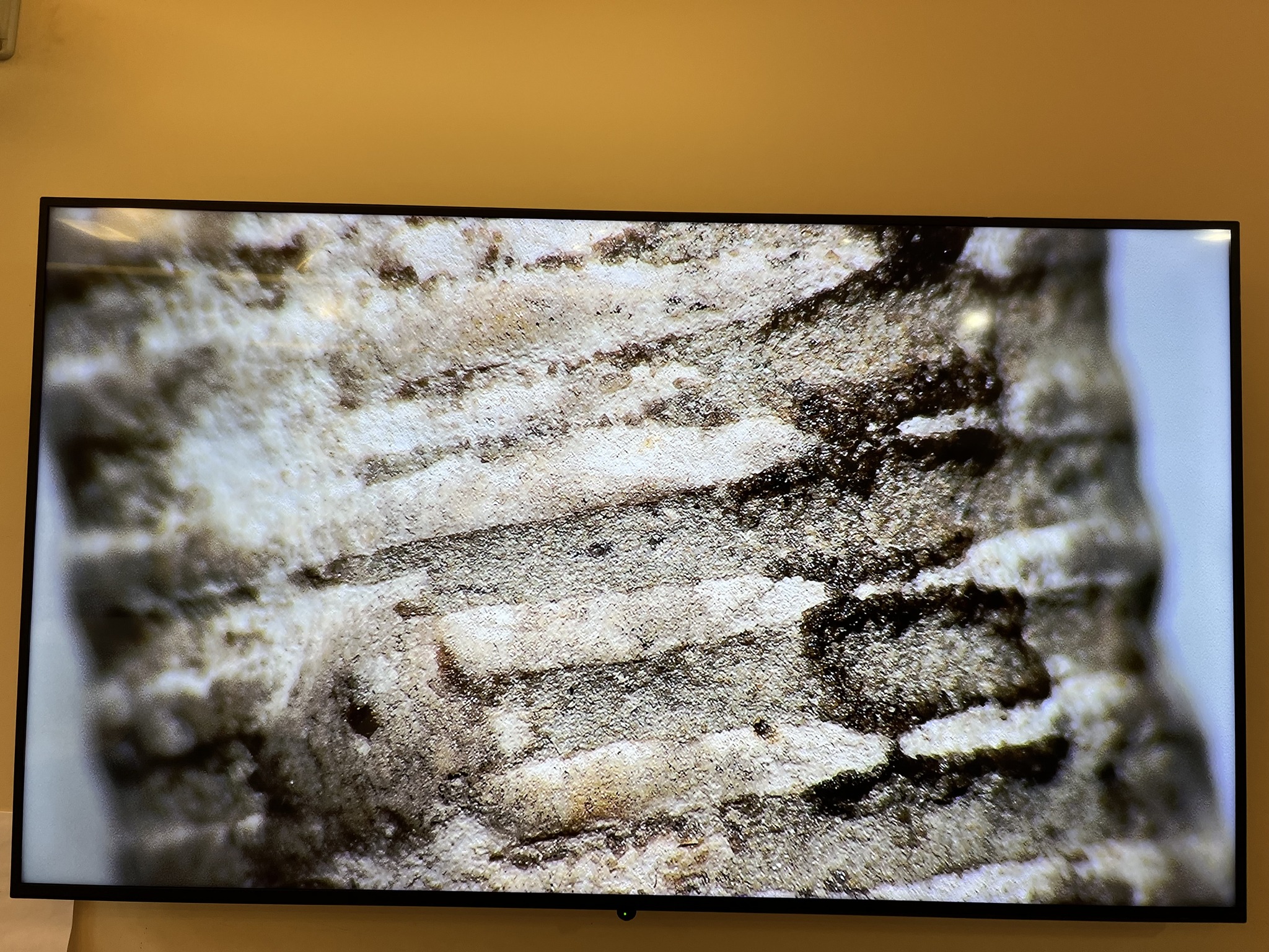 What is under the MicroEYE this... - Johnson Nature Center | Facebook