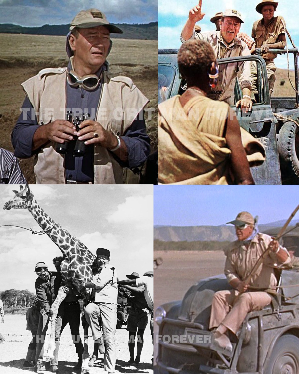 Filming Hatari! in Africa was... - The True Grit Man Forever | Facebook