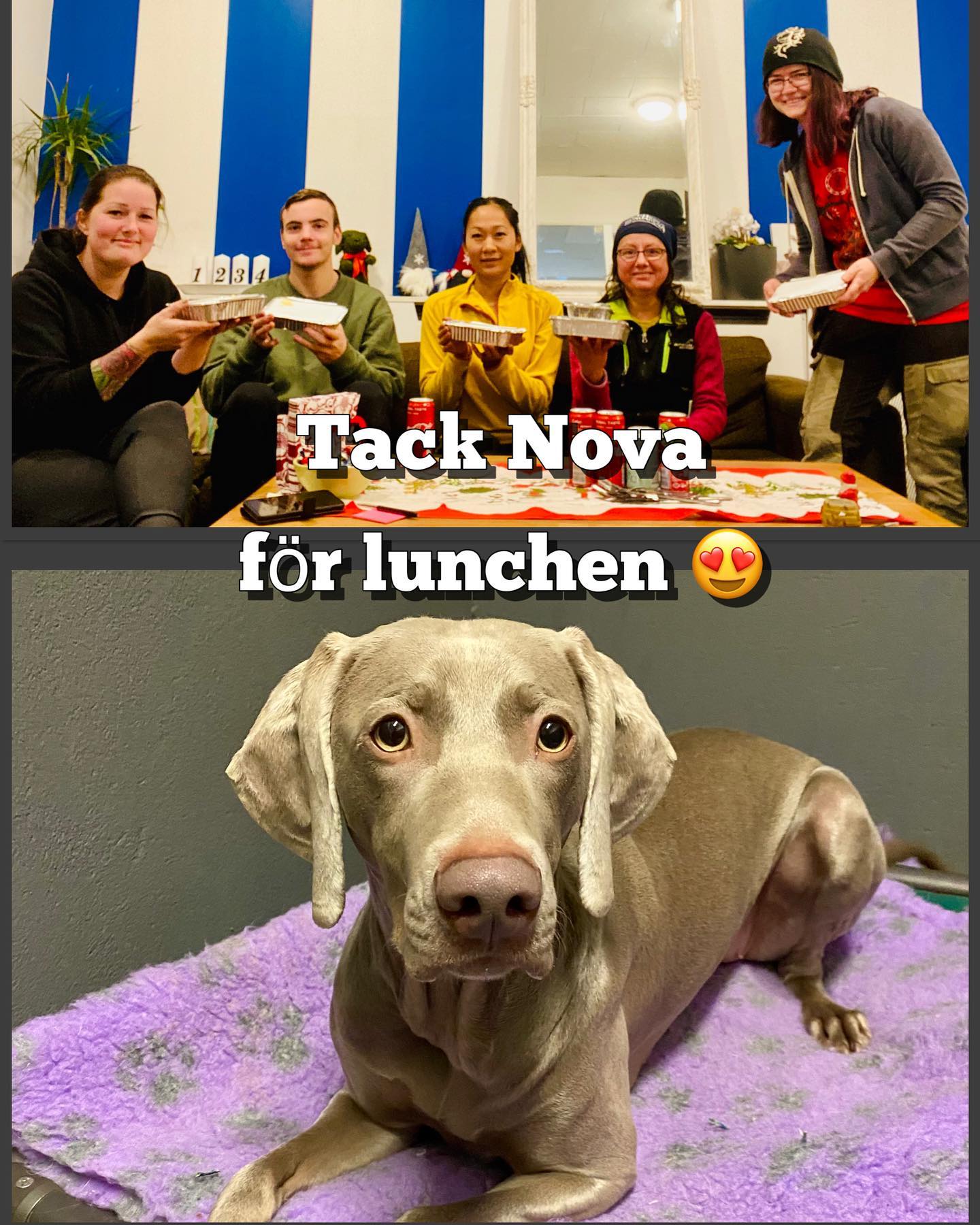 Göteborgs Hunddagis-Dog Royal - Tack Nova för lunchen 😍 #hunddagis # ...