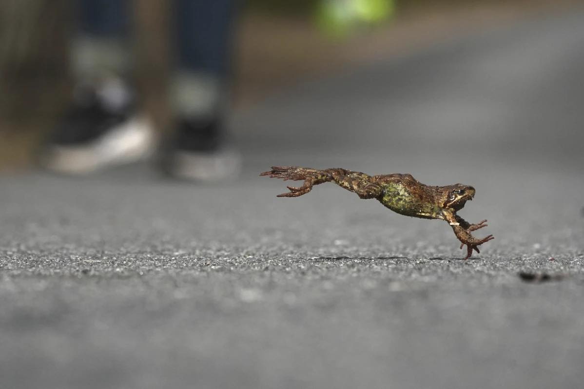SunStar - A RUSSIAN BUCKET BRIGADE HELPS TOADS AND FROGS CROSS THE ROAD ...