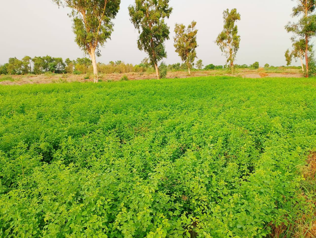 Layyah Forest - محکمہ جنگلات لیہ ڈویژن میں 5 ایکٹر پر... | Facebook