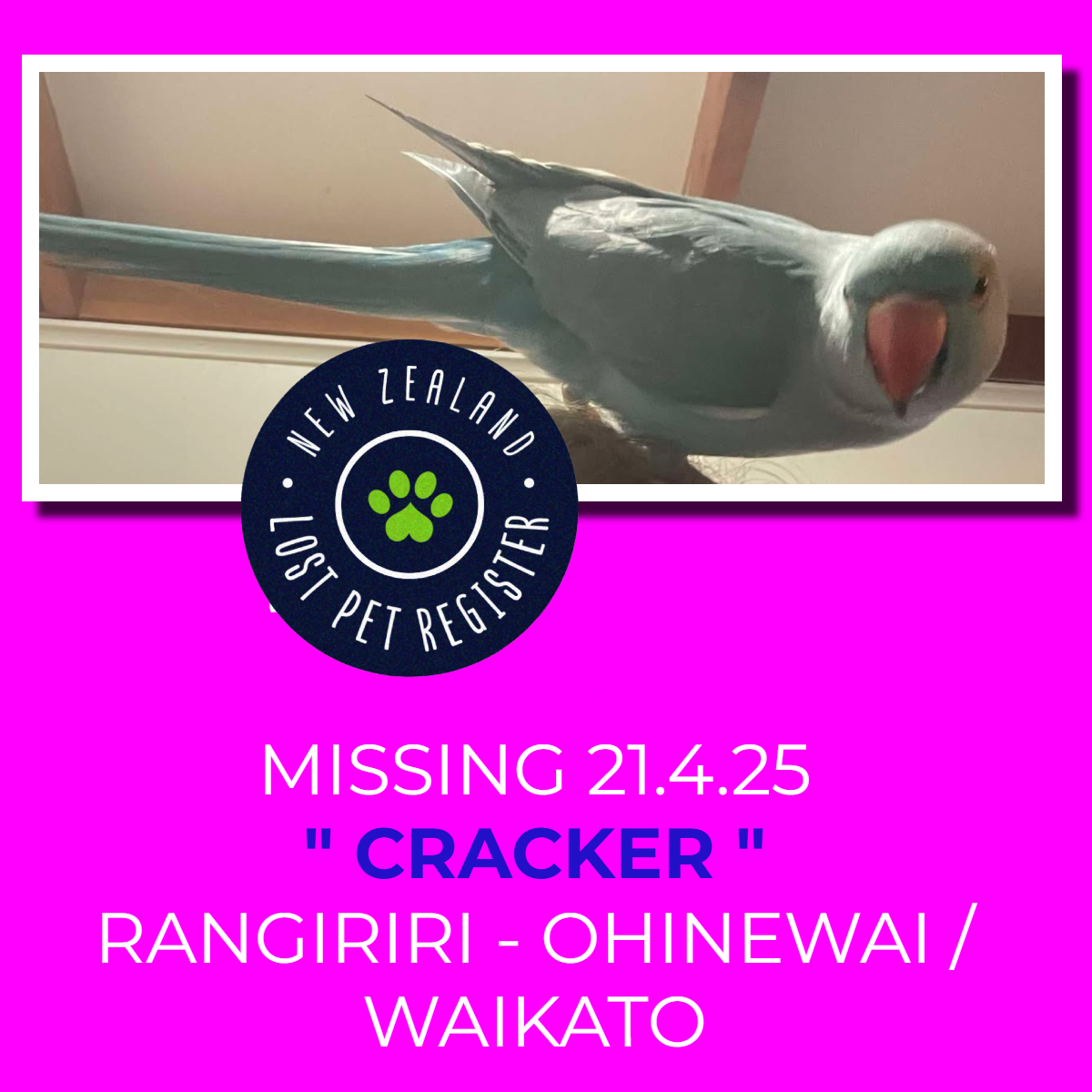 New - MISSING - PARAKEET - (RANGIRIRI - OHINEWAI) WAIKATO 28.5.25 ...