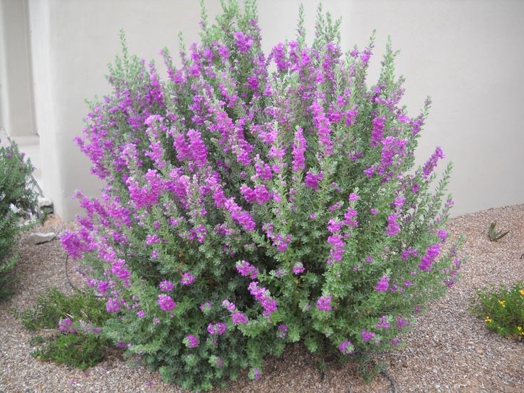 Arbusto Con Flores Lilas