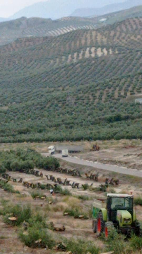 Excavaciones Rucavi
