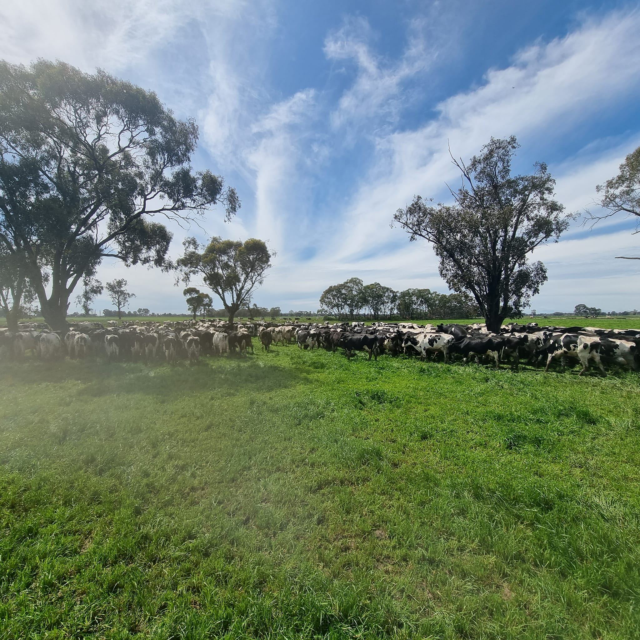 Kiemmaja Holsteins | Katunga VIC