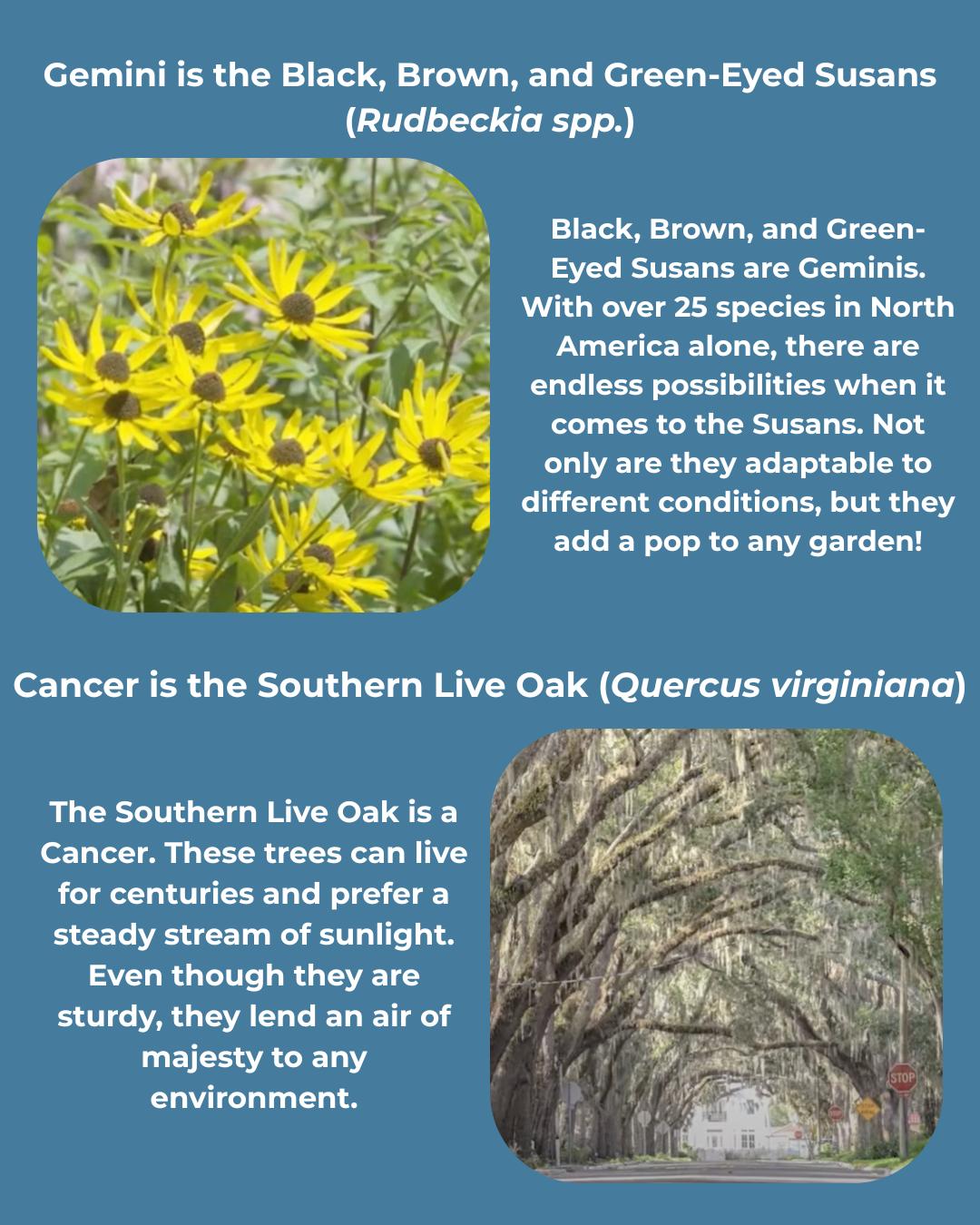 🌾Know your Zodiac sign? Use it to find out your native plant