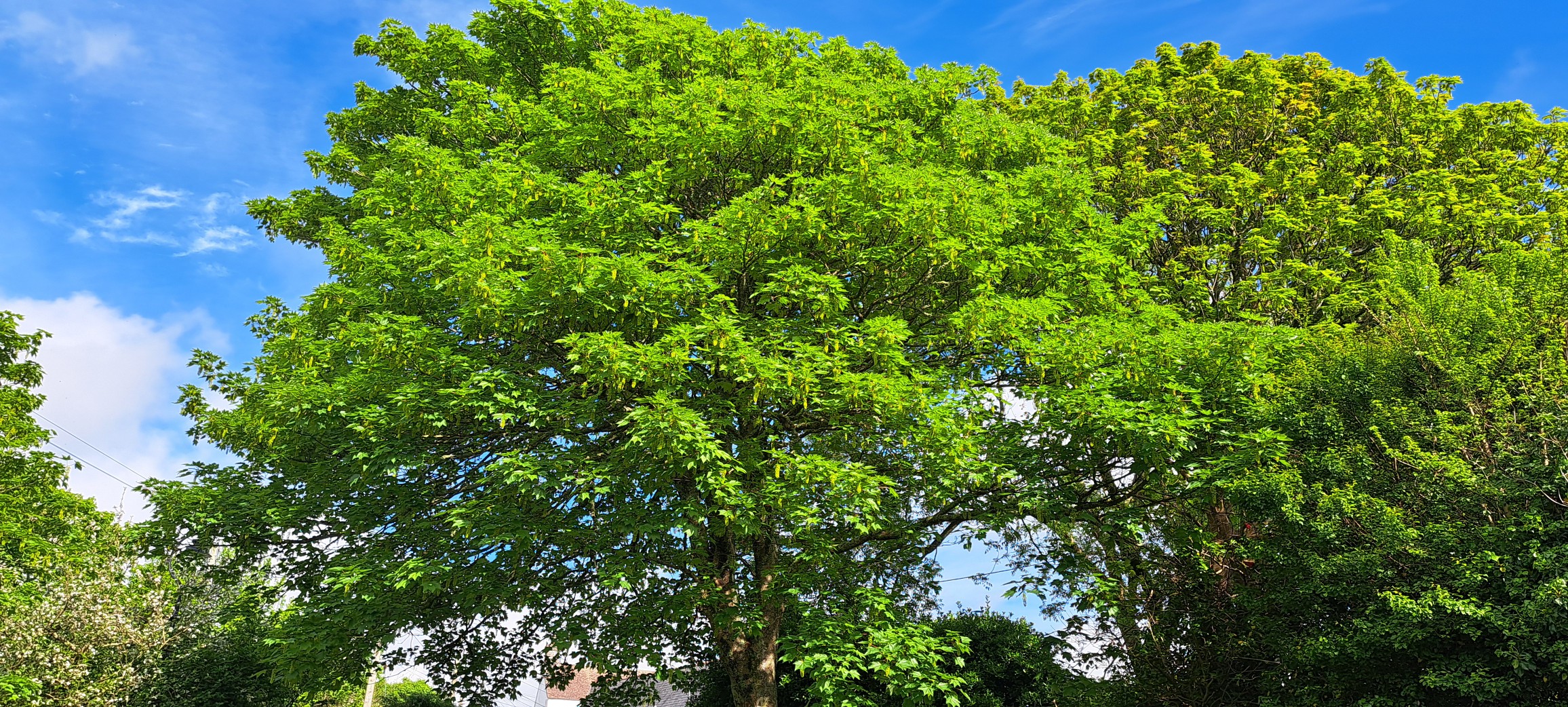 Mullion In Bloom