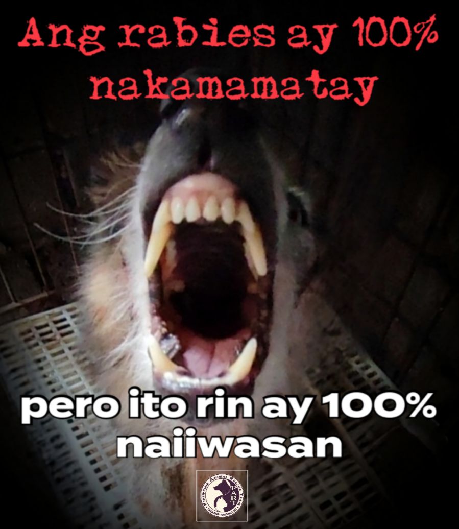Philippine - ‼️ANG RABIES AY NAKAMAMATAY — PERO ITO AY 100% NAIIWASAN.‼ ...