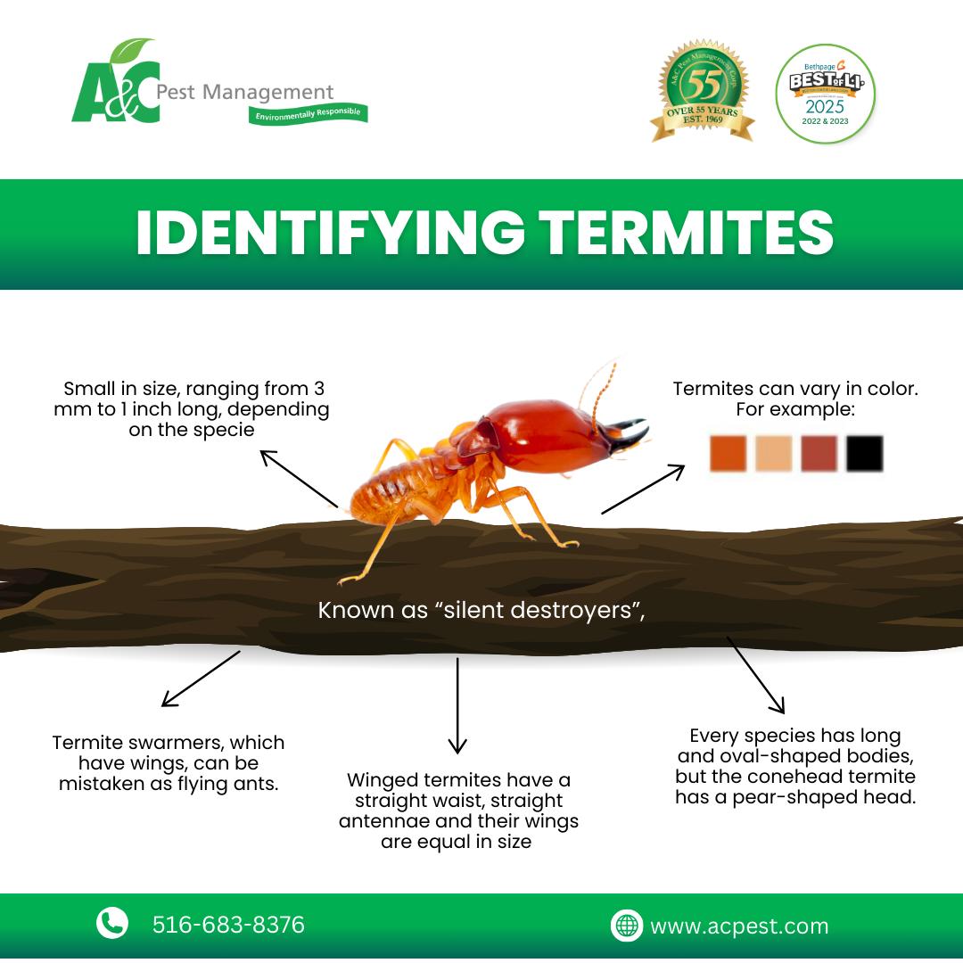 Curious about what termites look... - A&C Pest Management | Facebook