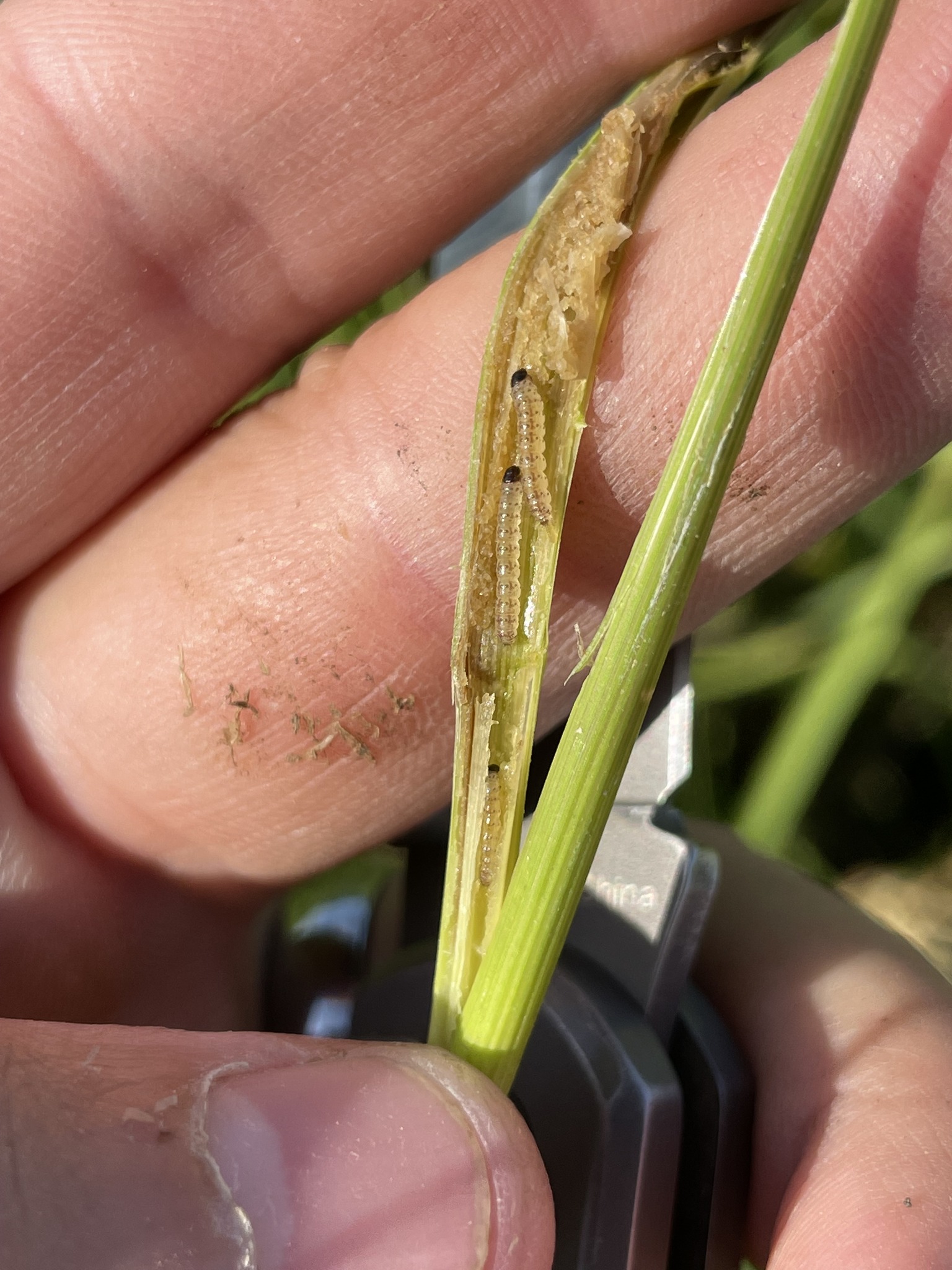 LSU - The LSU AgCenter CRISP Rice project is looking into finding ...