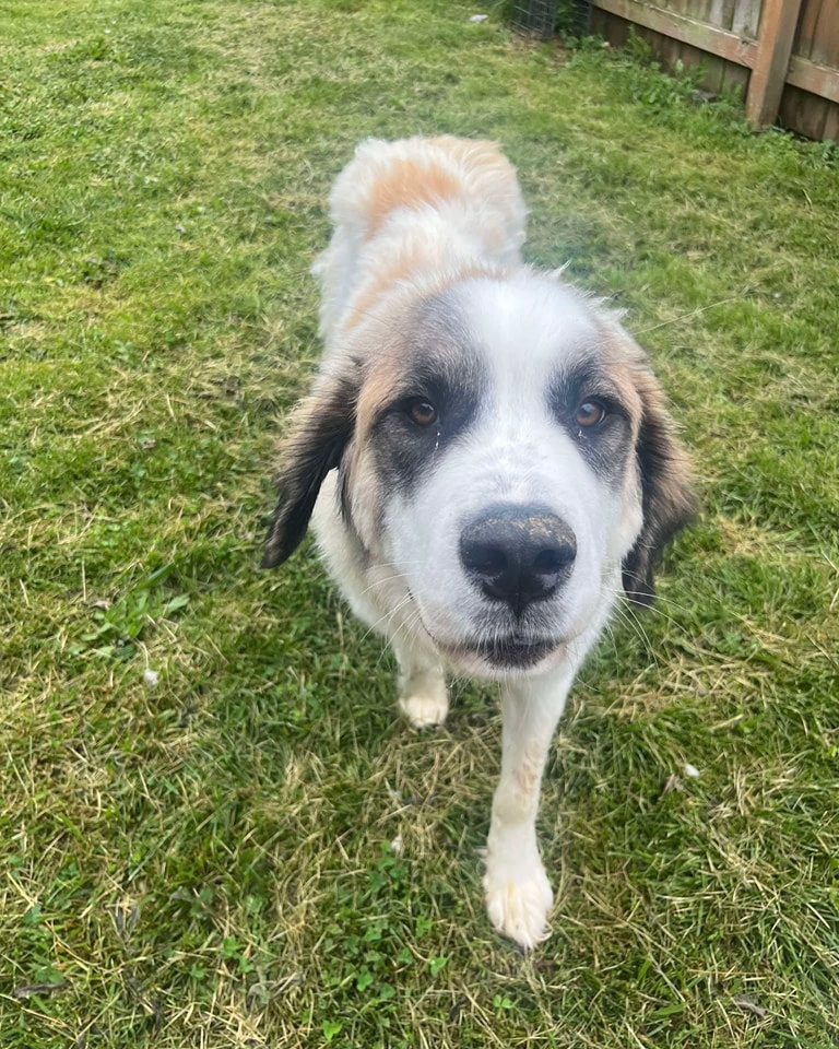 Humane - Phoenix came to us as a scared, shut down and very pregnant ...