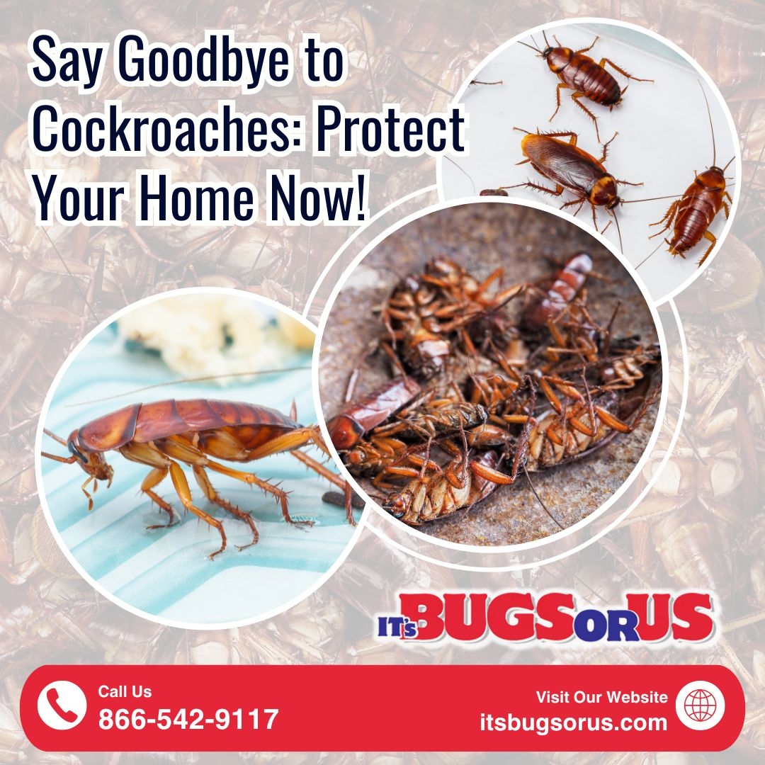 It's - Say Goodbye to Cockroaches: Protect Your Home Now! 🏠 Cockroach ...