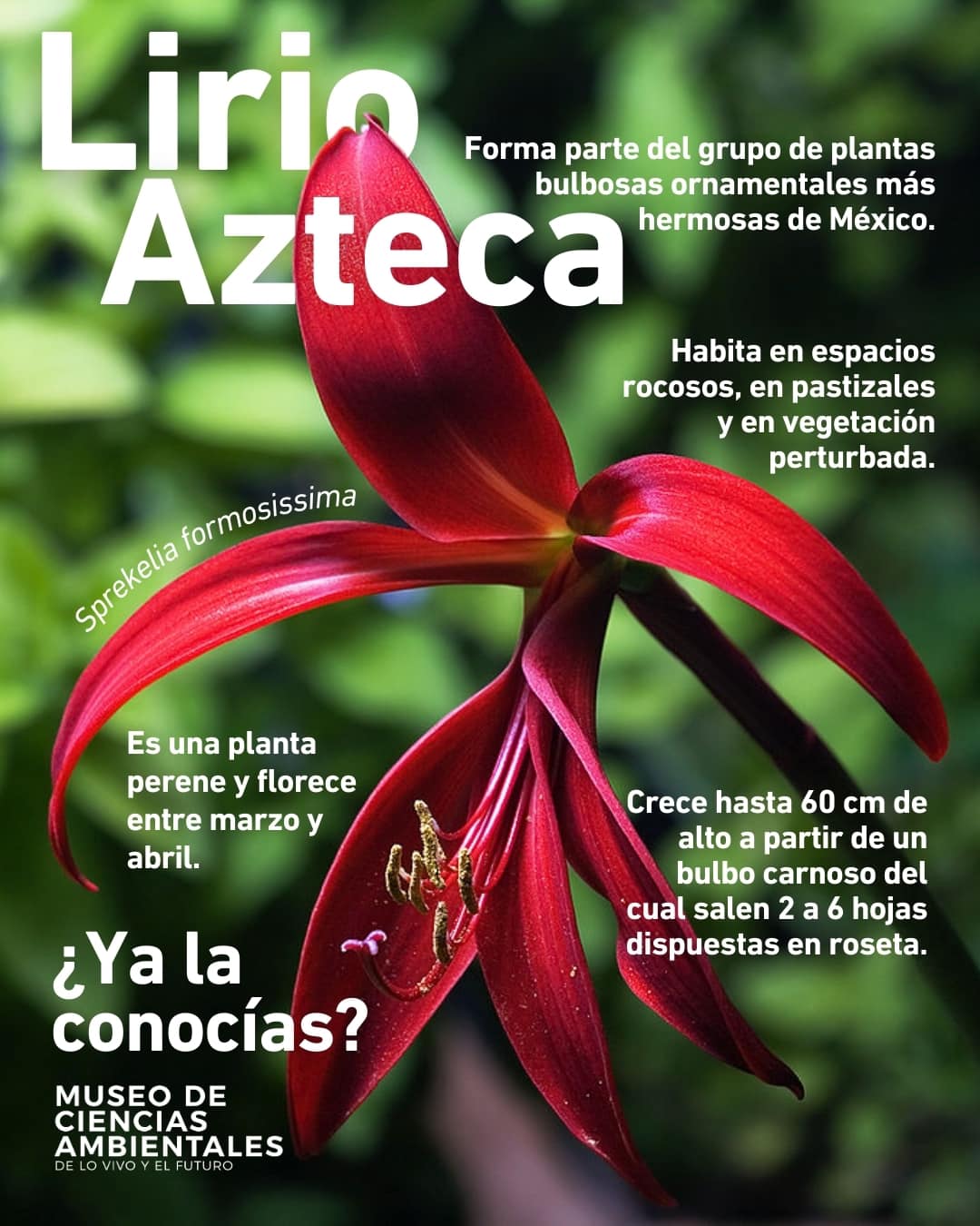 Museo - 🌿 El lirio azteca: una joya natural de México 🌿 ¿Has escuchado ...