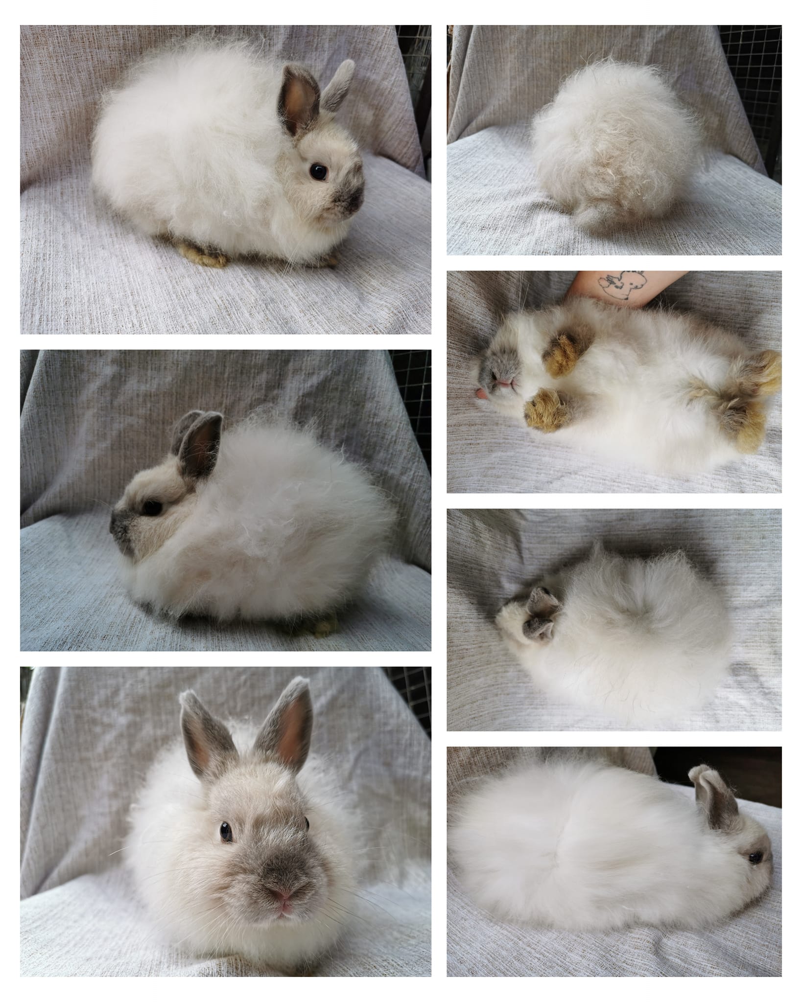 fun facts about Jersey Wooly rabbits... - Hooggenoeg Rabbitry | Facebook