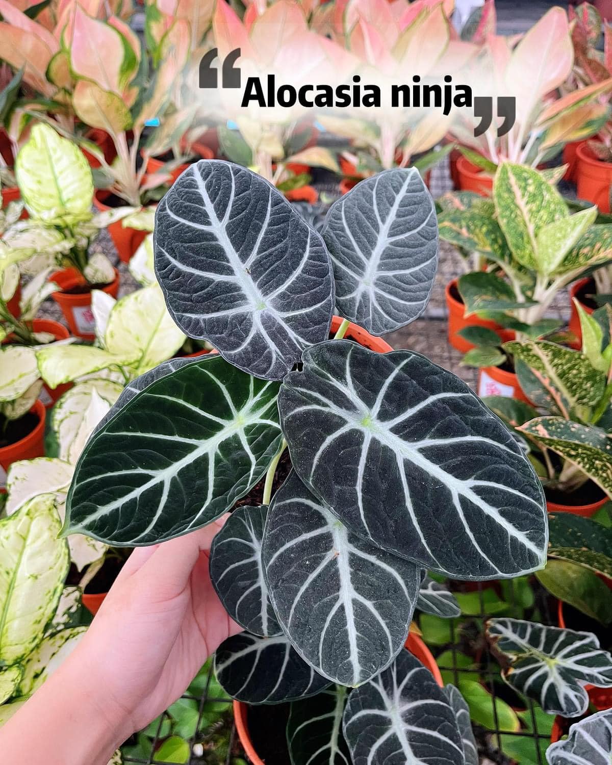 新货到‼️ Alocasia Ninja 忍者海芋🥷 ⭐️忍者叶面皮革质感强💪，叶片