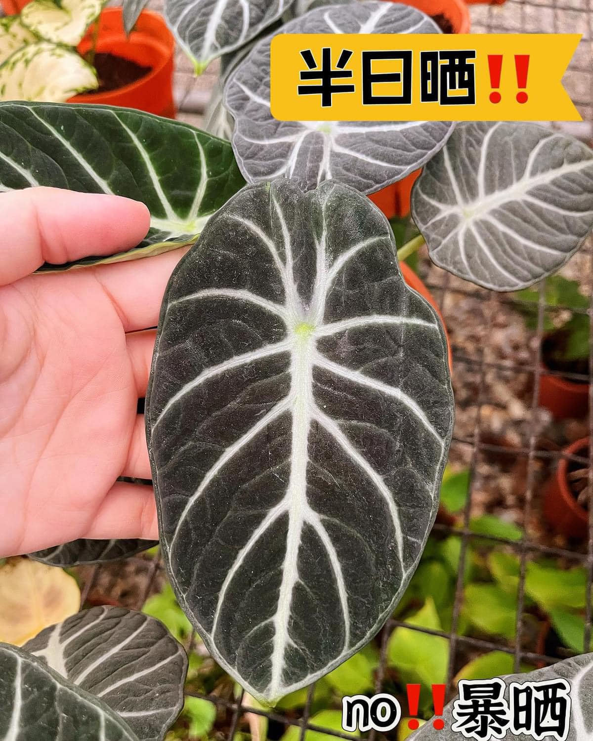 新货到‼️ Alocasia Ninja 忍者海芋🥷 ⭐️忍者叶面皮革质感强💪，叶片