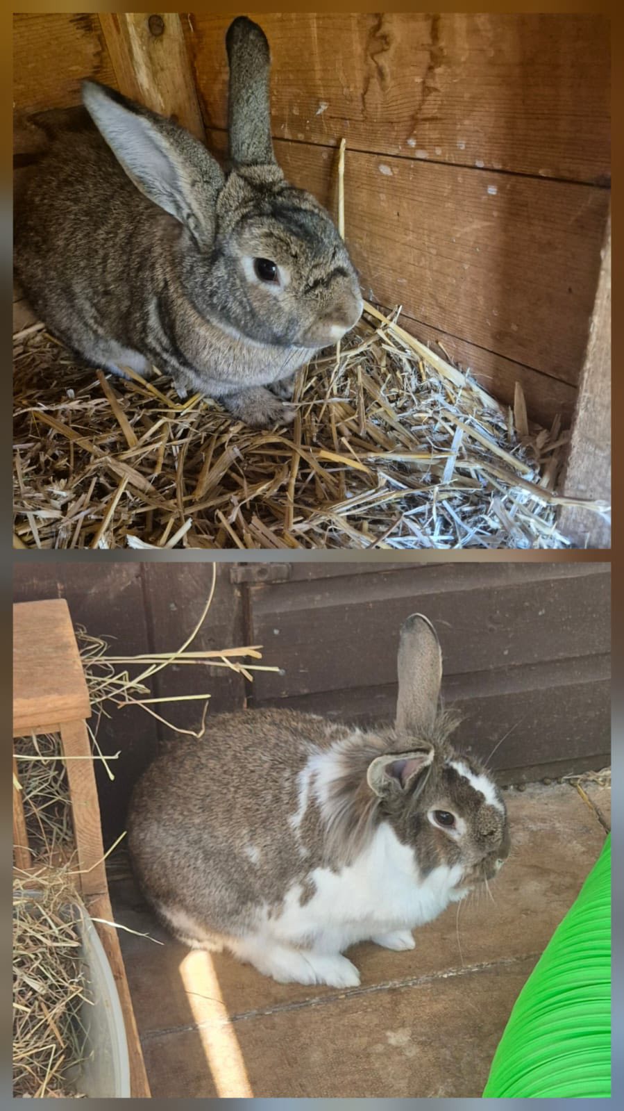 Rescue rabbits needing homes UK