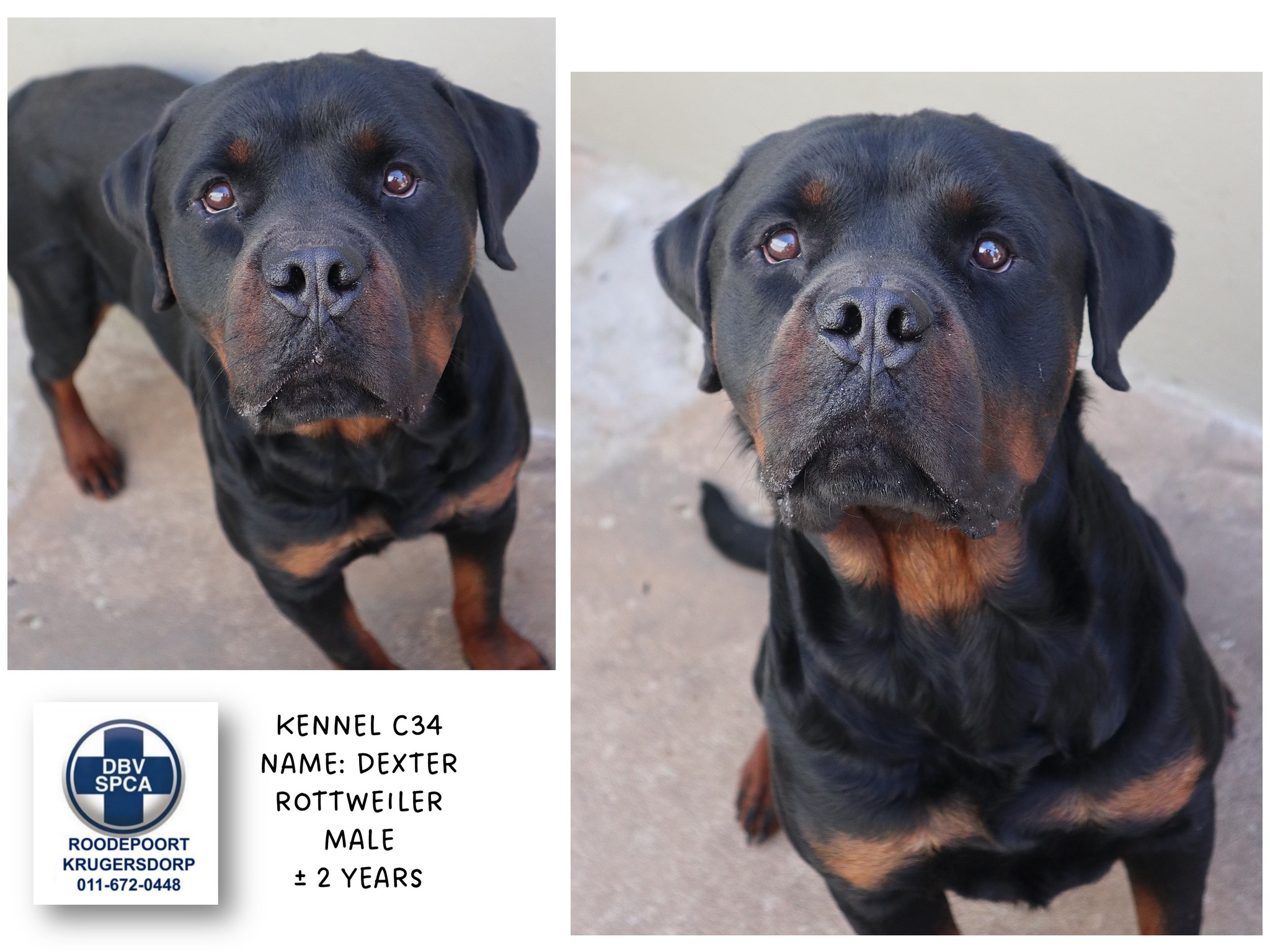 Friend of the Rottweiler Rescue & Re-home South Africa