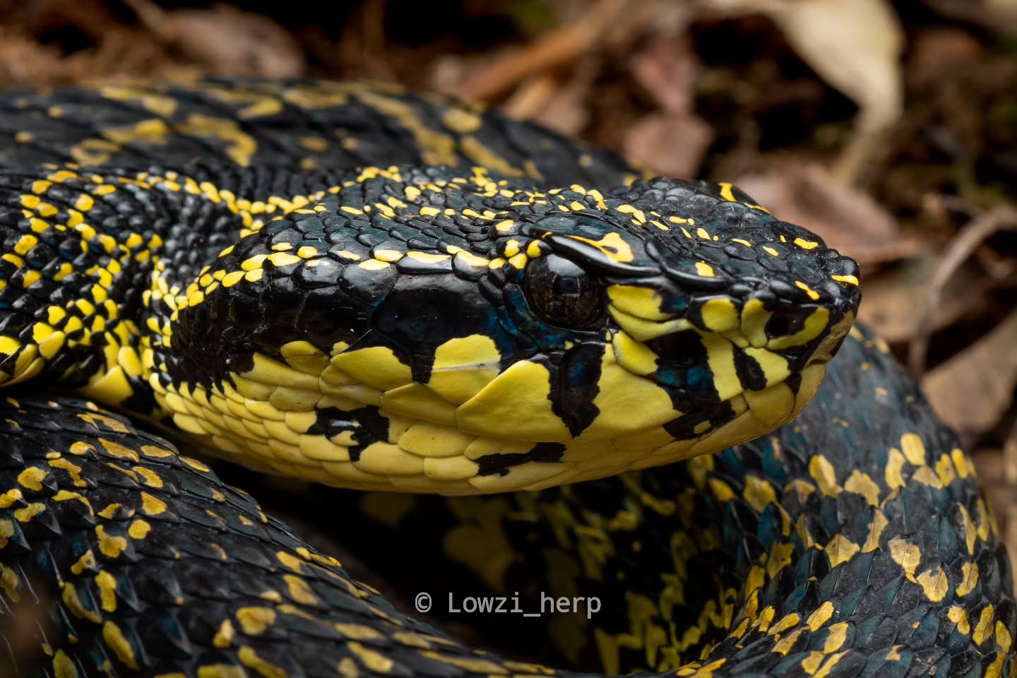 The Reptile - @lowzi_herp photographed this spectacular Bourret's pit ...