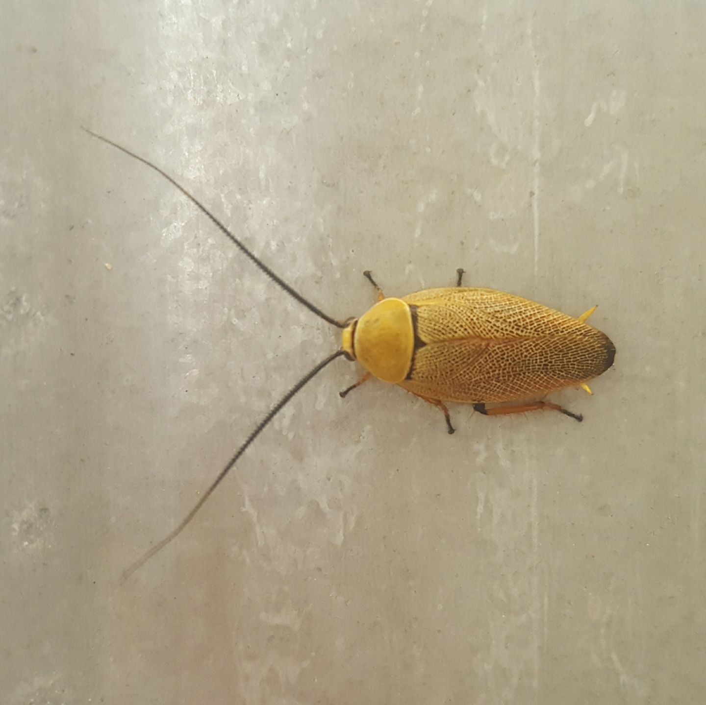 豪州最珍品ゴキブリ 三葉虫のようなPolyzosteria mitchelli Mitchell's