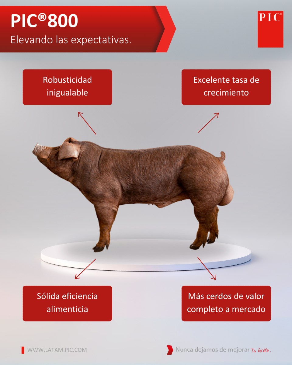 🔹 PIC® 800: La potencia genética que... - PIC - Latinoamérica | Facebook