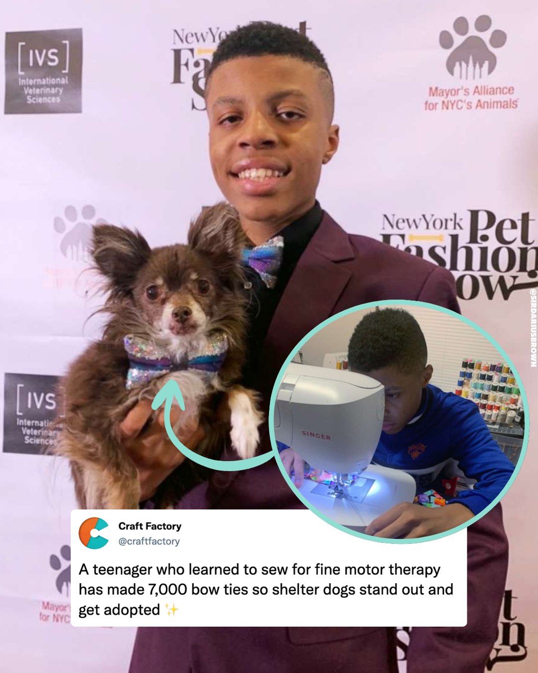 A simple bow tie can help a shelter dog get adopted forever