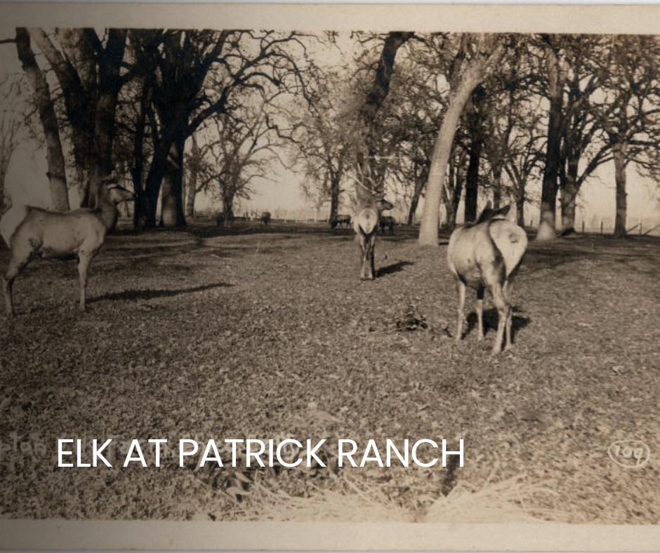 🦌 Once upon a time… elk roamed... - Patrick Ranch Museum | Facebook