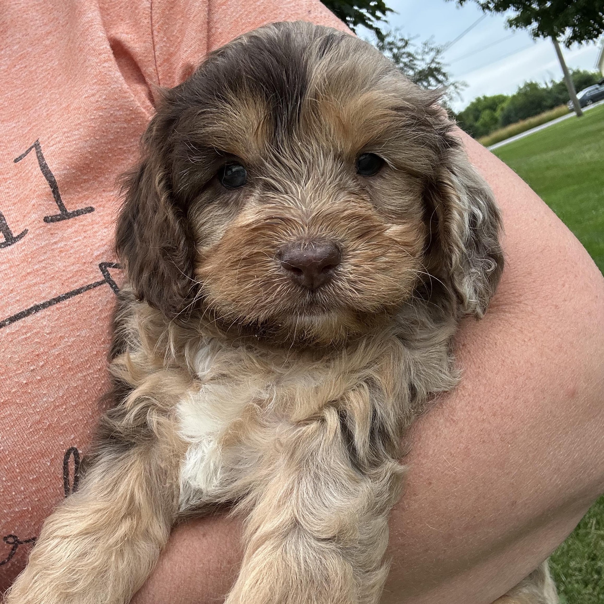 Pupdate! “Hi Andrea, I just... - River’s Edge Cavapoos | Facebook