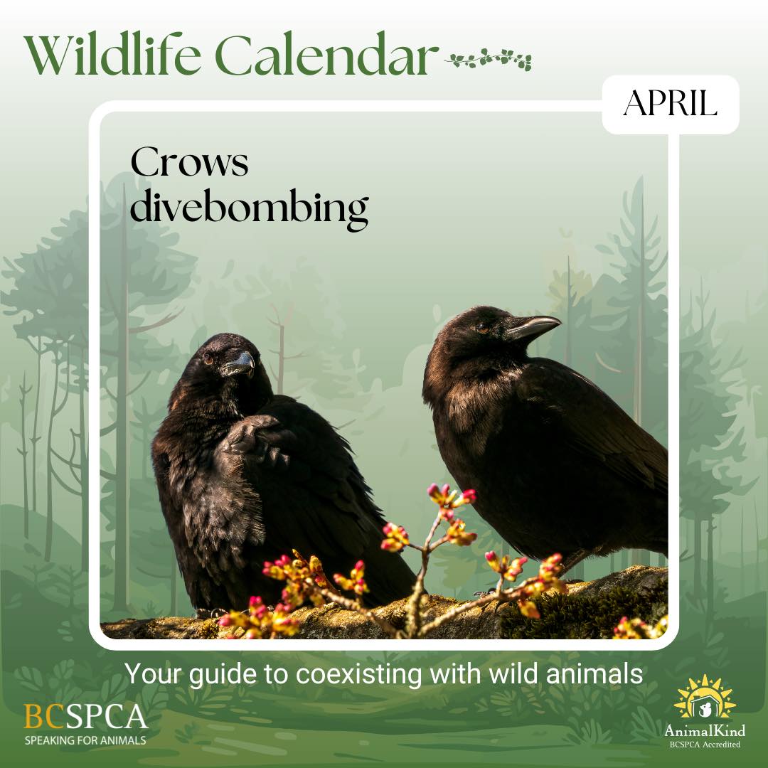 BC - April Wildlife Alert: Crows & Nesting Season! Springtime and early ...