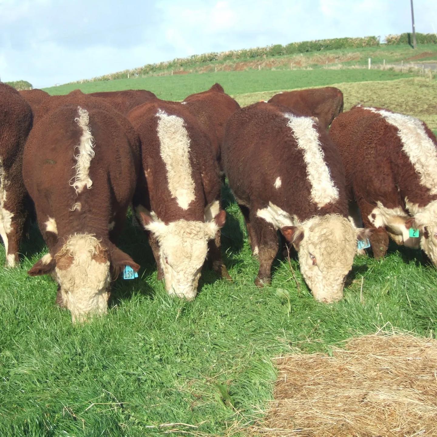 NZ - Service Bull Farming Position Fowler Farms LTD JOB DESCRIPTION We ...