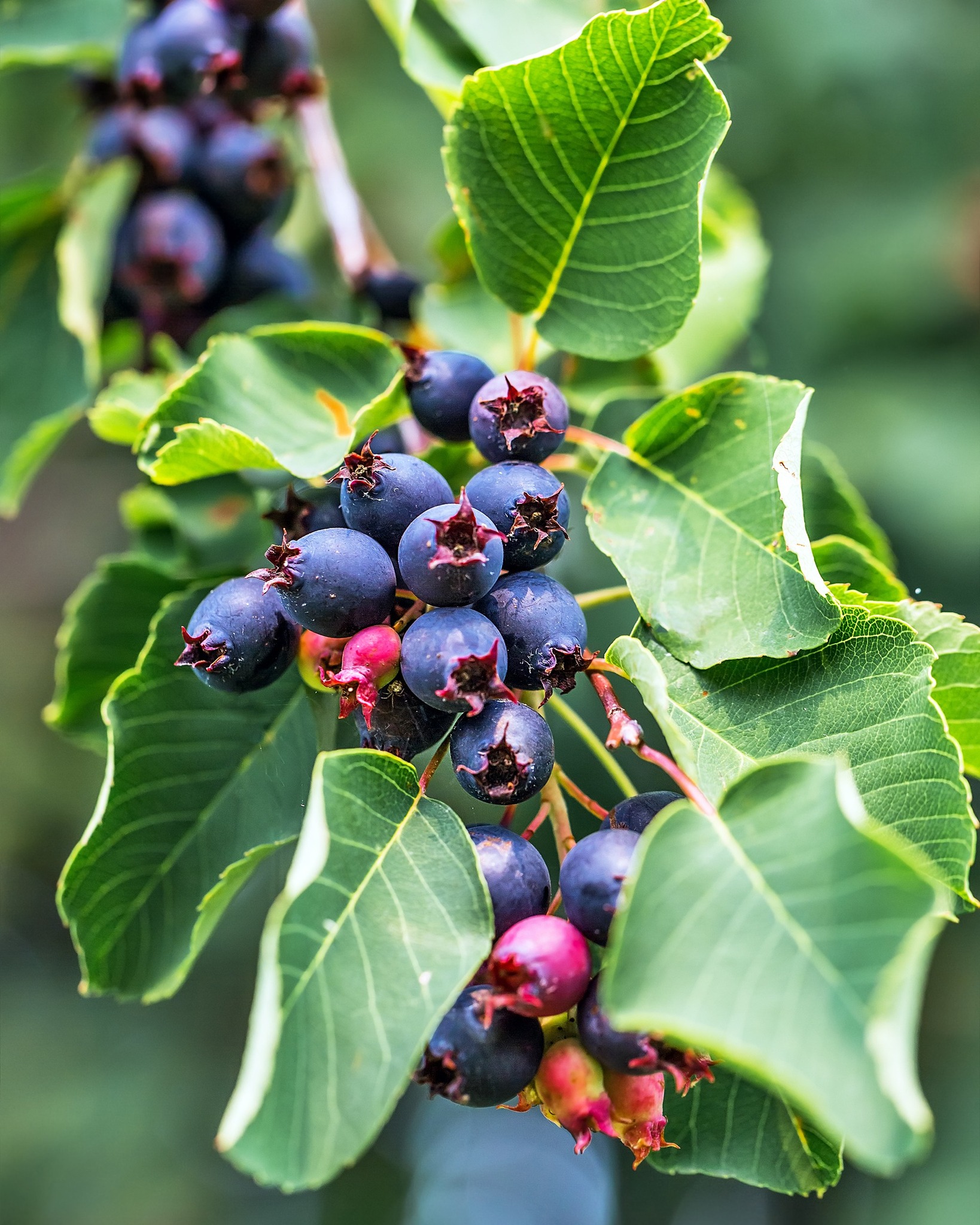The Berry - The wait is over! Fresh Saskatoon berries are now available ...