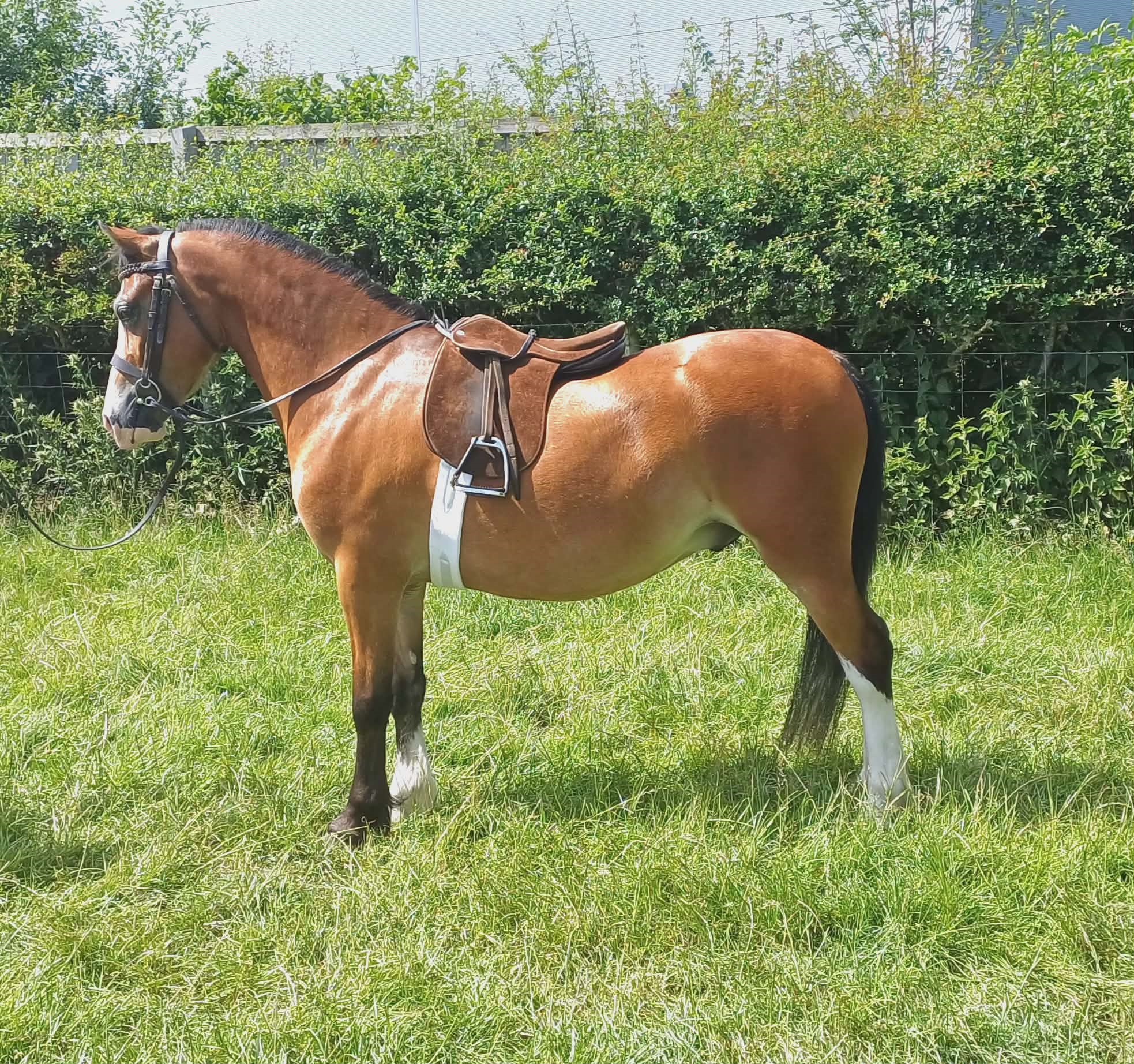 Gethinog Gucci Boy for sale at CWPC auction