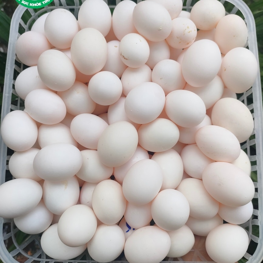 Bồ Câu Ra Ràng HCM
