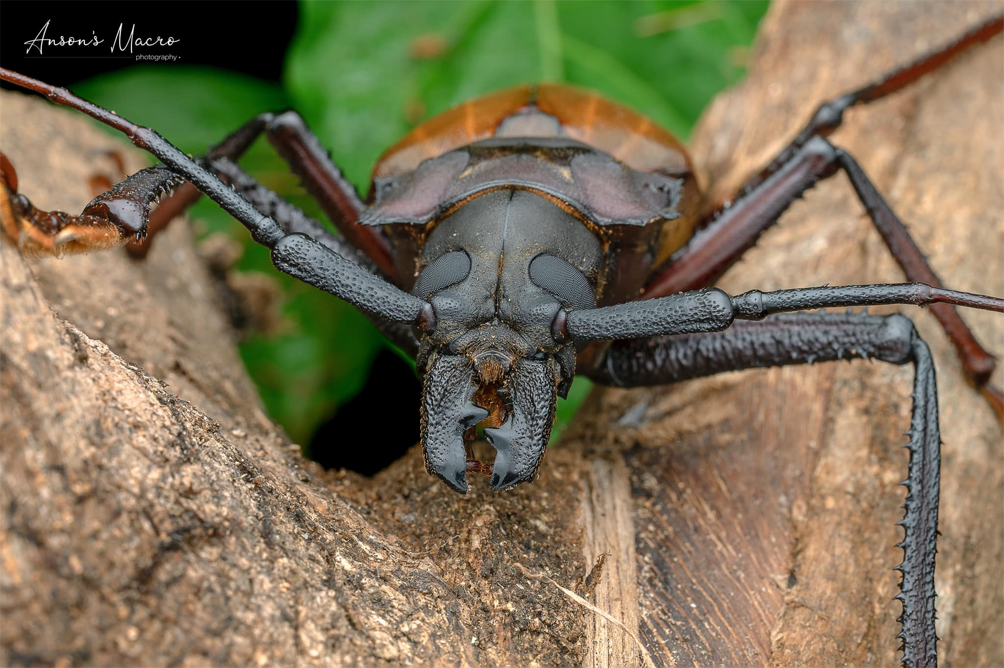 Archiblatta hoeveni, large winged roach found in West Malaysia