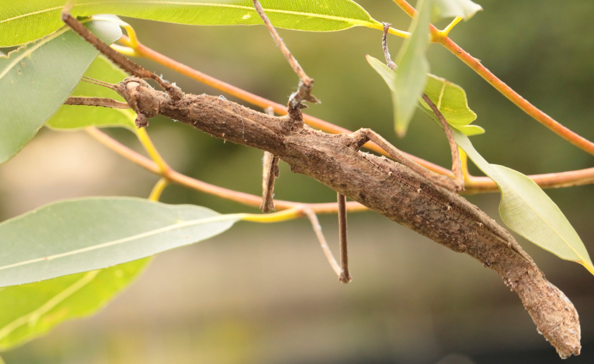 A Walking Stick - Stick insects are easy to care for, quiet, and smell ...
