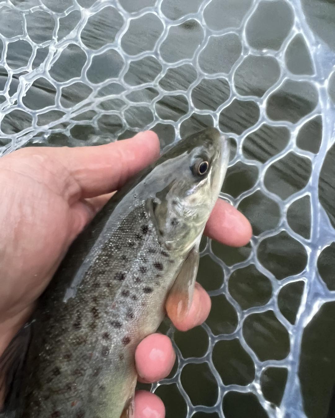 Tackle Shack - The Keystone Select stretch at Darling Run... | Facebook