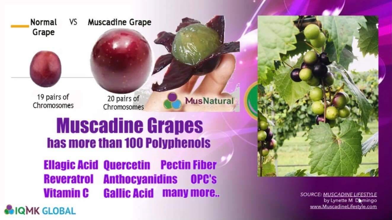 80 Graines Fraîches De Fruits Muscadine – Semences Naturelles Pour Bonsaï Ou Extérieur