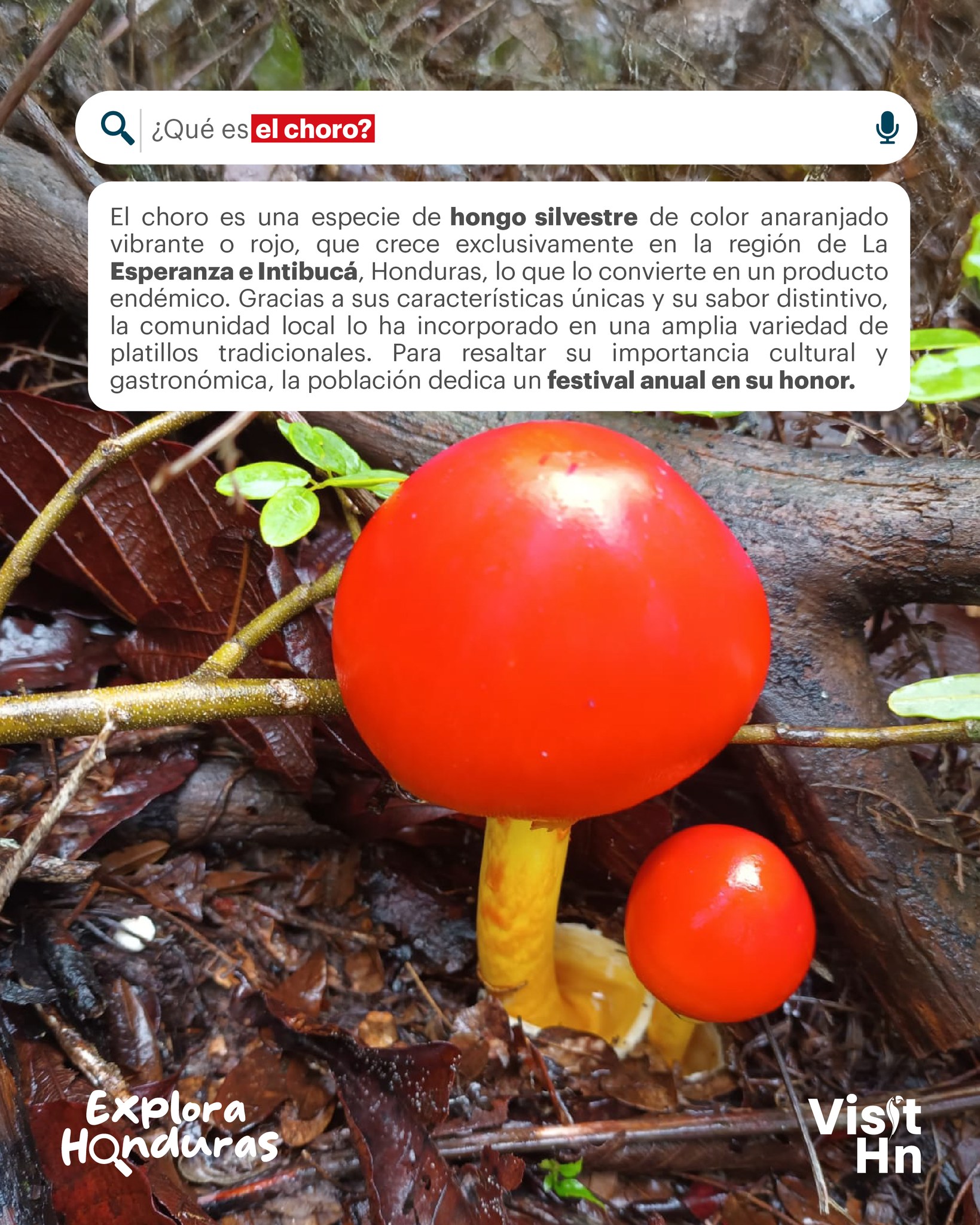 Visit - #ExploraHonduras 🔍 Conocé qué es el choro, estos hongos ...