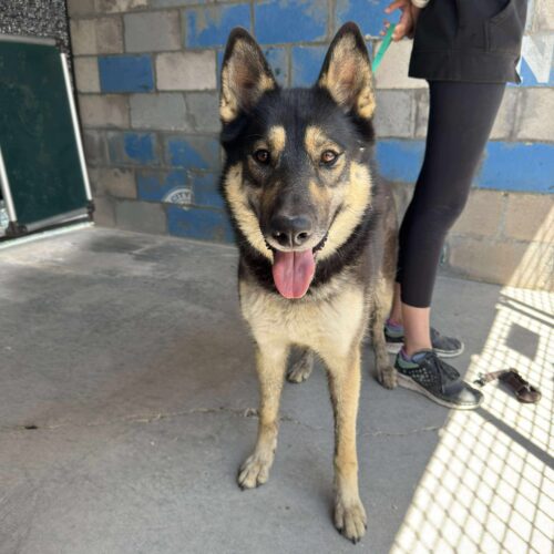 Beaverhead - Meet Rambler – Your Laid-Back Adventure Buddy! 🐾 Breed ...