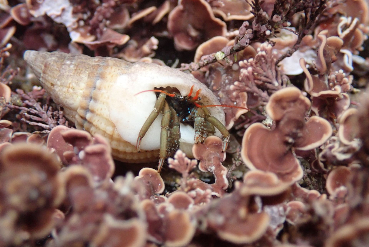 Toms - 🐚 Meet the St. Piran’s Crab! 🦀 Have you ever spotted a St Piran ...