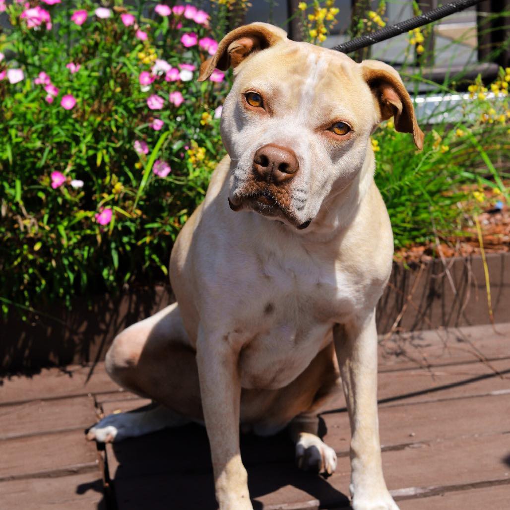 From tiny rescue puppy to all grown up! 🥹🐾 Sawyer is living a life full ...