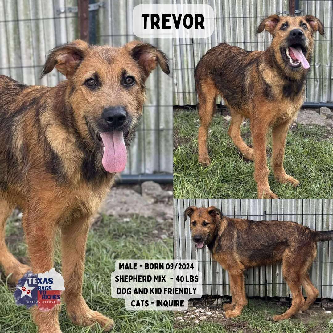 T... - Texas Rags To Riches Rescue - Atlantic Canada Adoptions