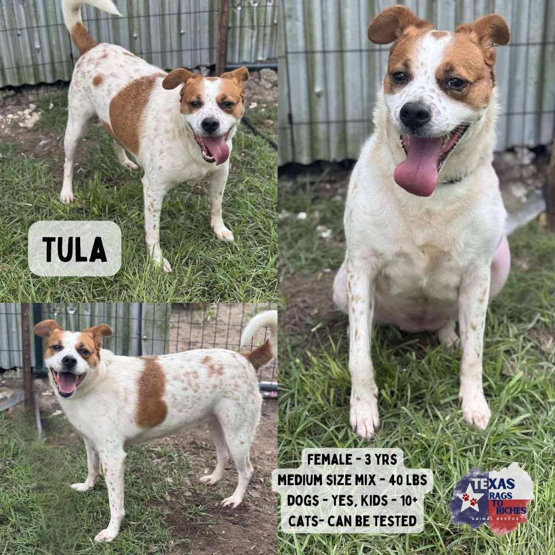 T... - Texas Rags To Riches Rescue - Atlantic Canada Adoptions