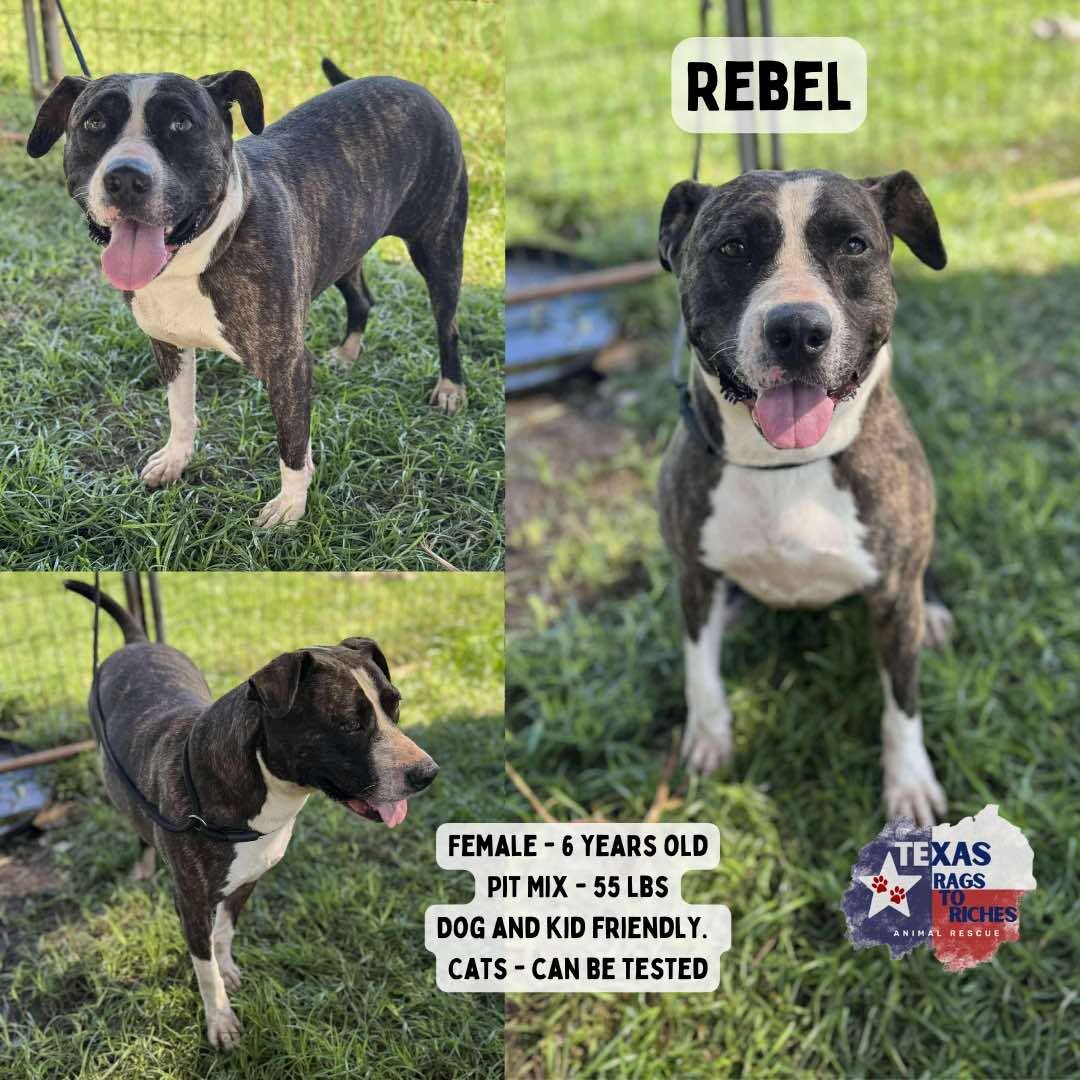 T... - Texas Rags To Riches Rescue - Atlantic Canada Adoptions