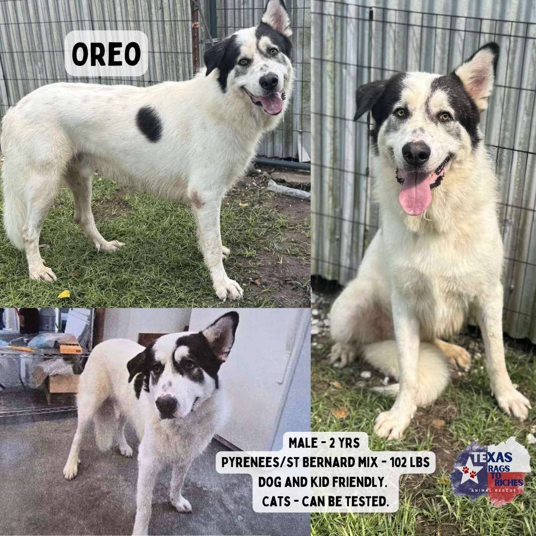 T... - Texas Rags To Riches Rescue - Atlantic Canada Adoptions