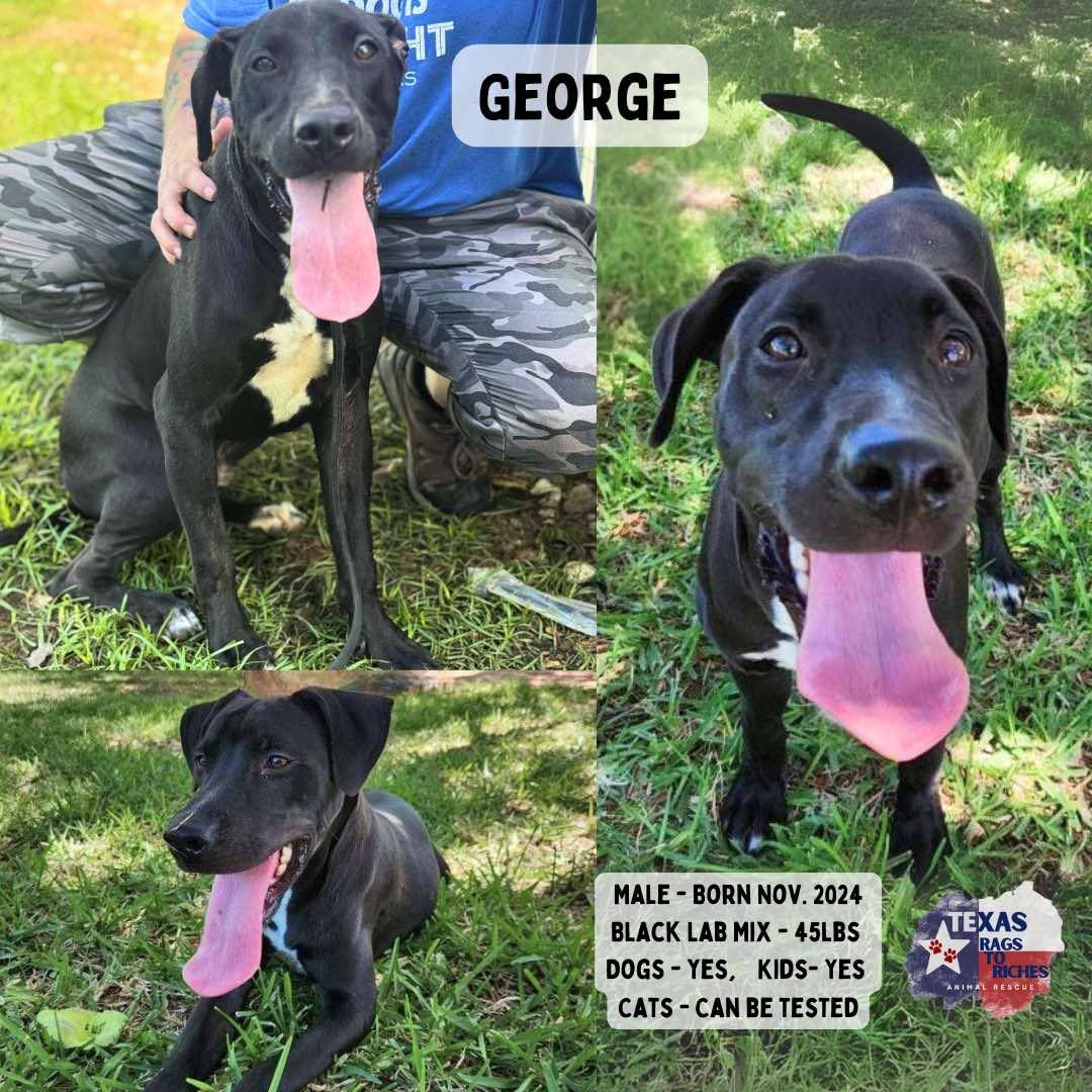 T... - Texas Rags To Riches Rescue - Atlantic Canada Adoptions
